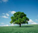 tree icon